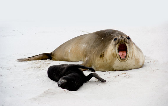 Female Elephant Seal roars