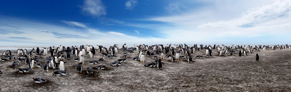 Gentoo Penguin Colony on Sea Lion Island