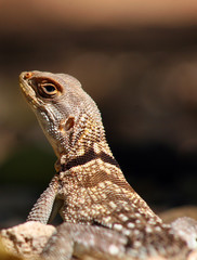 Leguan Madagaskar 01