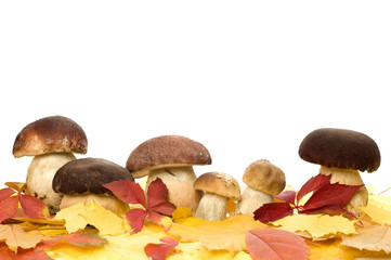 autumn leaves with mushrooms on white close up