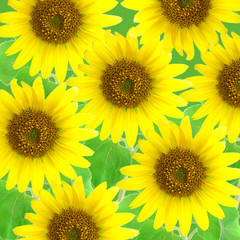 Obraz premium sunflowers