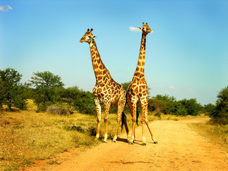 two  giraffes on a sunny day