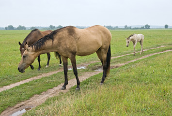 Naklejka na ściany i meble Horse standing in a field, eating grass