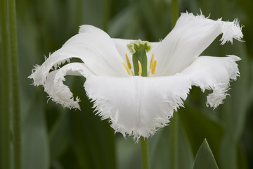Obrazy na Plexi  biały tulipan
