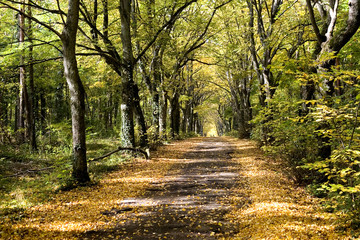 Obraz premium arbres et sous bois
