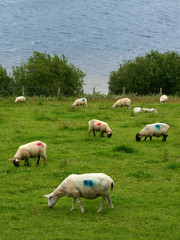 Grazing sheep marked with color near the ocean