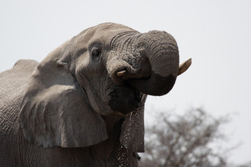Trinkender Elefant im Etosha Nationalpark, Namibia