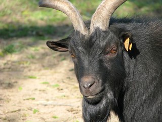 La chèvre noire de la Verzasca