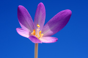 Fototapeta premium Flower