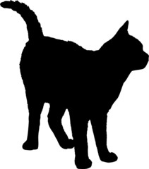 silhouette chat