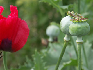 capsule de coquelicot