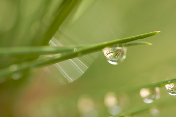 Macro Image of Water Drops on Pine Needles
