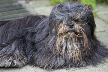 struppeliger Hund