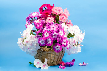 Bouquet of phloxes on a blue background