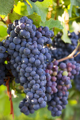 Fototapeta premium Red grapes
