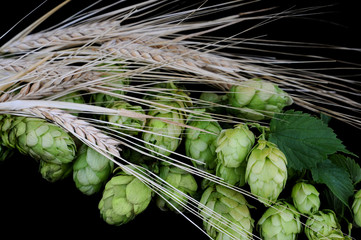 Beer brewing ingredients: Hops and barley