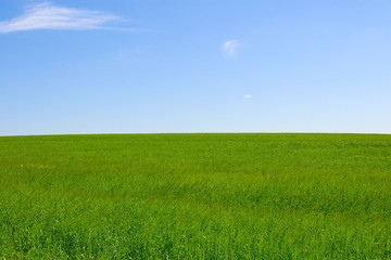 Obraz na płótnie Canvas Wheaten field and the blue sky..