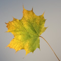 Ahornblatt