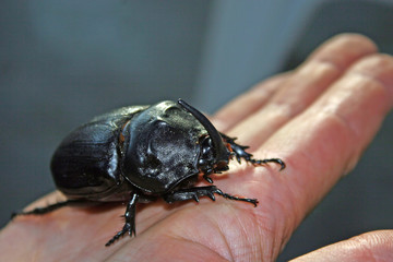 Nashornkäfer 01