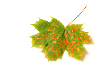 Fantastic autumn leaf