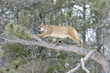 Cougar in tree during snowfall. Northern Minnesota