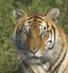 Tiger glaring at photographer. Shot with long telephoto