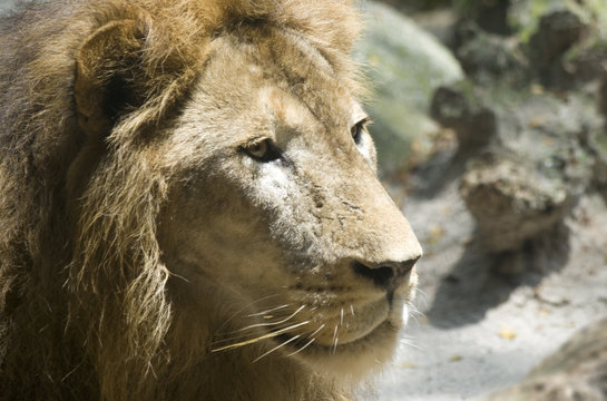 Staring Lion