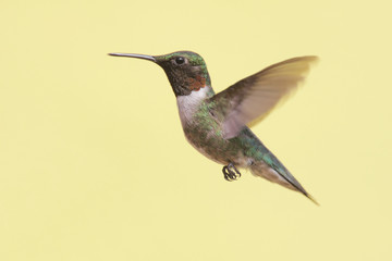 Male Ruby-throated Hummingbird
