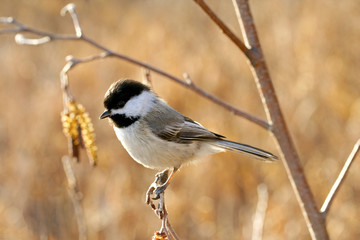 Obraz premium Black-capped chickadee perching on a twig in fall
