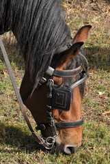 tête de cheval harnaché © Guy Pracros