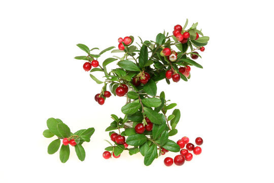 Cowberry (or red whortleberry, or mountain cranberry).