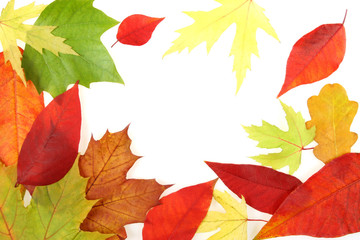 Autumn - colorful October tree leaves. Frame made of leaves.