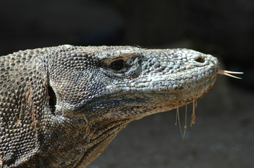 Varan du Comodo