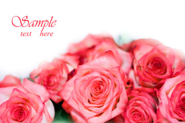 Rosses isolated on white background