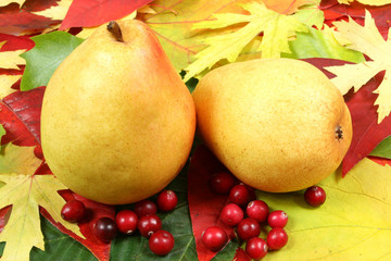 Pears and cranberries agaist a background of colorful leaves