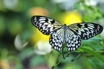 Fototapeta na wymiar Black and White Butterfly
