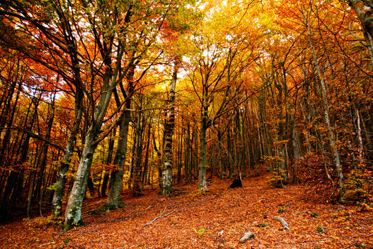 An image of a golden trees in a forest