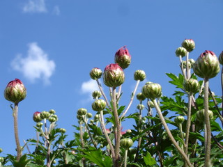 fleurs d'automne