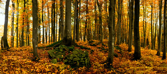 Image of tree in autumn forest. Panorama.