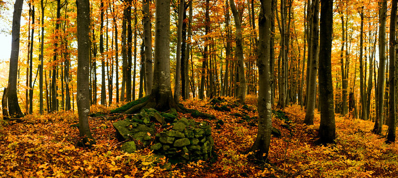 Image of tree in autumn forest. Panorama.