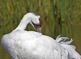 Closeup of a Whooping Crane preening its' feathers in a marsh