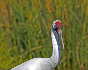 Obraz premium A closeup of a Whooping Crane in a marsh