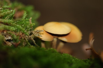 Champignons