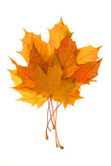composition of autumn leaves on white background