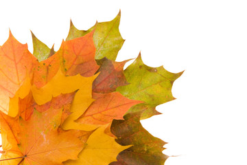 composition of autumn leaves on white background