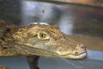 COCODRILO EN ACUARIO DE LA EXPO DE ZARAGOZA