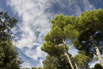 Pinien vor blauem Himmel
