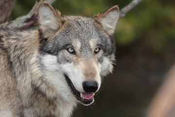 Naklejka na ściany i meble Grey Wolf Canis Lupus