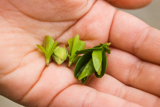 person holding small plants in hand