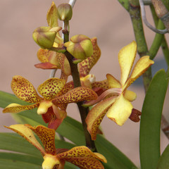 fleurs d'orchidée